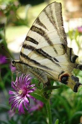 Book cover for Beautiful Butterfly Notebook