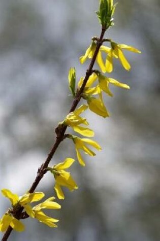 Cover of Forsythia in Springtime Journal