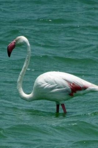 Cover of Greater Flamingo (Phoenicopterus Ruber) Bird Journal