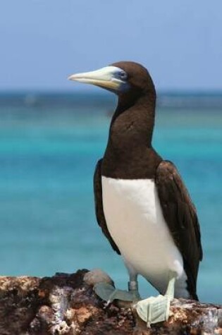 Cover of Brown Booby Seabird Journal