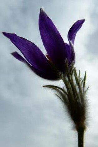 Cover of Beautiful Single Pasque Bloom, for the Love of Flowers