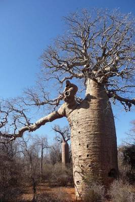 Book cover for Baobab Tree Journal