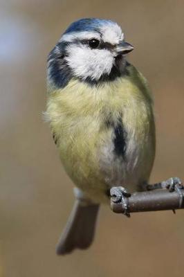 Book cover for Blue Tit at the Bird Feeder Journal