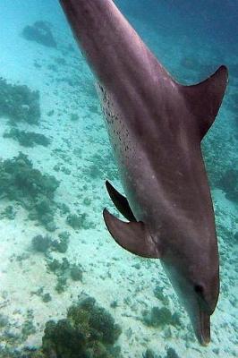 Book cover for Sleek Dolphin Diving in the Ocean Marine Mammal Journal