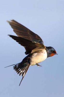 Book cover for Flying Barn Swallow Bird Journal