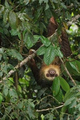 Book cover for Two-Toed Sloth Hanging From a Tree Journal