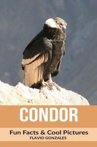 Cover of Condor