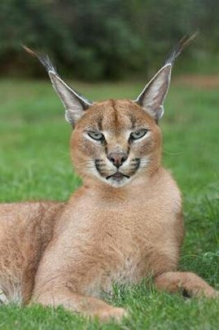 Cover of Caracal Desert Lynx Wild Cat Journal