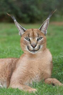 Book cover for Caracal Desert Lynx Wild Cat Journal