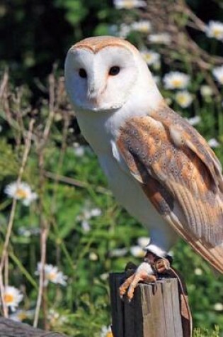 Cover of Barn Owl (Birds of the World)