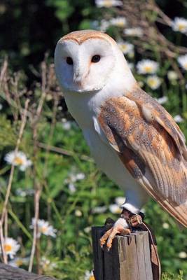 Book cover for Barn Owl (Birds of the World)