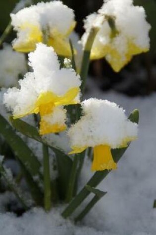 Cover of Daffodils in the Snow of Early Spring Journal