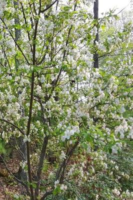 Cover of Springtime 2019 Daily Planner Flowering Tree Forest Background 384 Pages