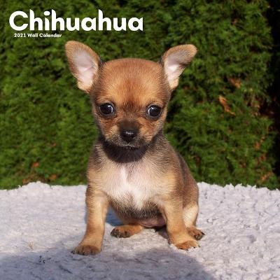 Book cover for Chihuahua 2021 Wall Calendar