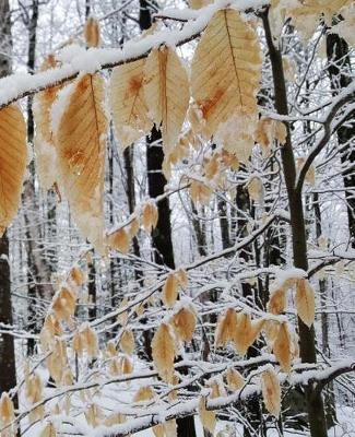 Cover of Winter School Composition Book Snowy Forest Branch 130 Pages