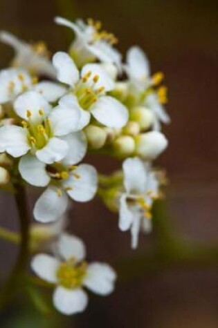 Cover of Pepperweed (Lepidium Montanum) Flower in Utah