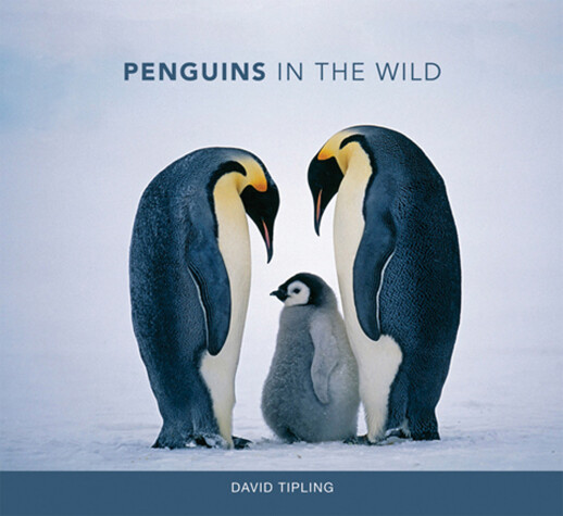 Book cover for Penguins in the Wild