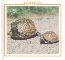 Book cover for Turtles