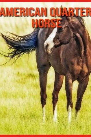 Cover of American Quarter Horse