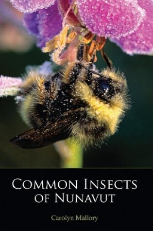 Cover of Common Insects of Nunavut