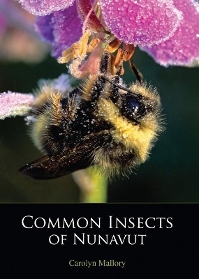 Book cover for Common Insects of Nunavut