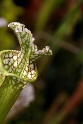 Cover of 2019 Weekly Planner Flowers Pretty Trumpet Pitcher Plant 134 Pages