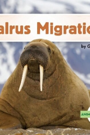 Cover of Walrus Migration