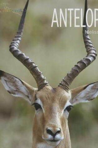 Cover of Antelopes