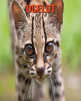 Book cover for Ocelot