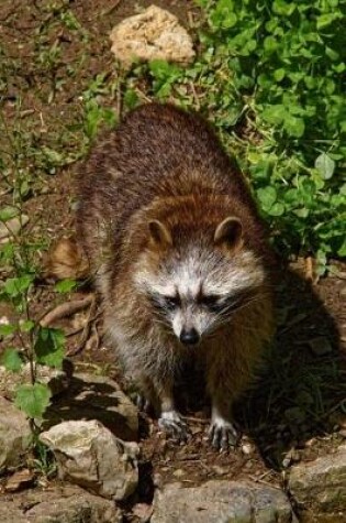 Cover of Raccoon Out Foraging Journal