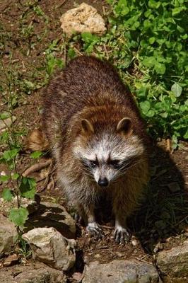 Book cover for Raccoon Out Foraging Journal