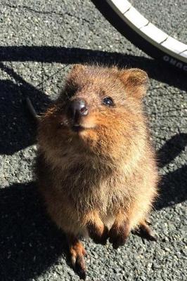 Book cover for Cute Little Quokka Standing by a Bicycle Journal