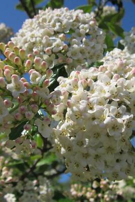 Book cover for Viburnum Utile Flowers Blooming