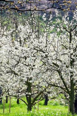 Book cover for Cherry Trees in Bloom in the Spring Journal