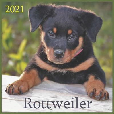 Book cover for Rottweiler