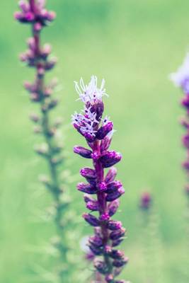 Book cover for Liatris Spicata Dense Blazing Star Flowering Plant Journal