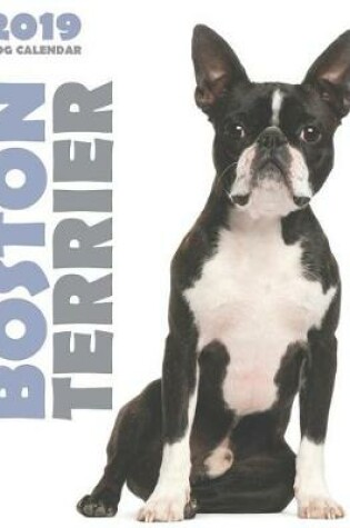 Cover of Boston Terrier 2019 Dog Calendar