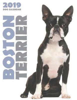 Book cover for Boston Terrier 2019 Dog Calendar