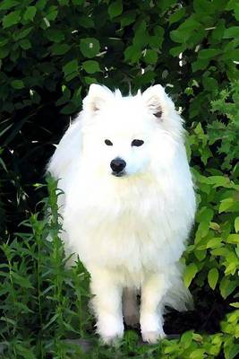 Book cover for American Eskimo Dog