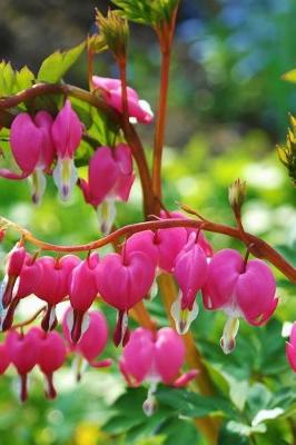 Book cover for Bleeding Heart Pink Flowers in a Spring Garden Journal