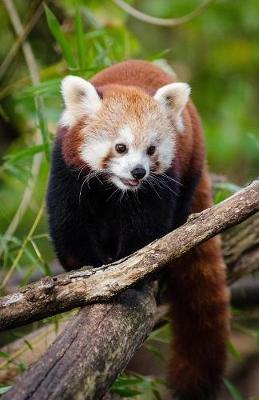 Book cover for Adorable Red Panda Bear Journal