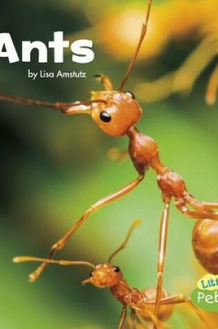 Cover of Ants (Little Critters)