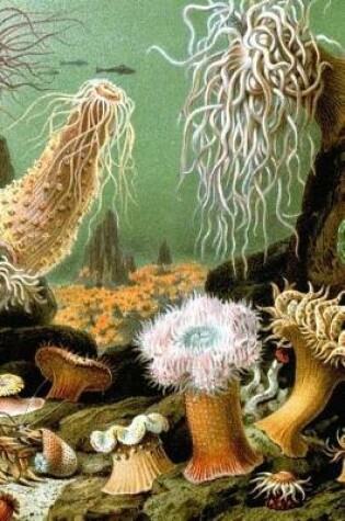 Cover of Sea Anemones