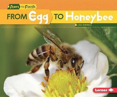 Cover of From Egg to Honeybee