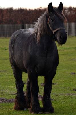 Book cover for Sturdy Draft Horse in the Pasture Journal