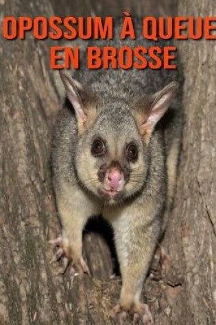 Cover of Opossum à Queue en Brosse