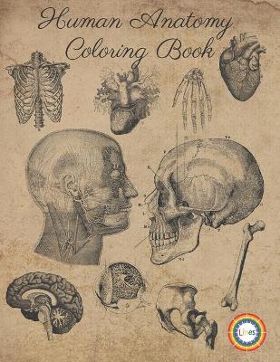 Book cover for Human Anatomy Coloring Book