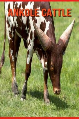 Cover of Ankole Cattle