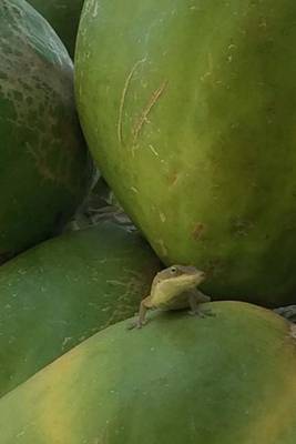 Book cover for Gecko Hiding in a Papaya Tree, for the Love of Animals