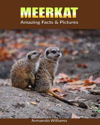 Book cover for Meerkat